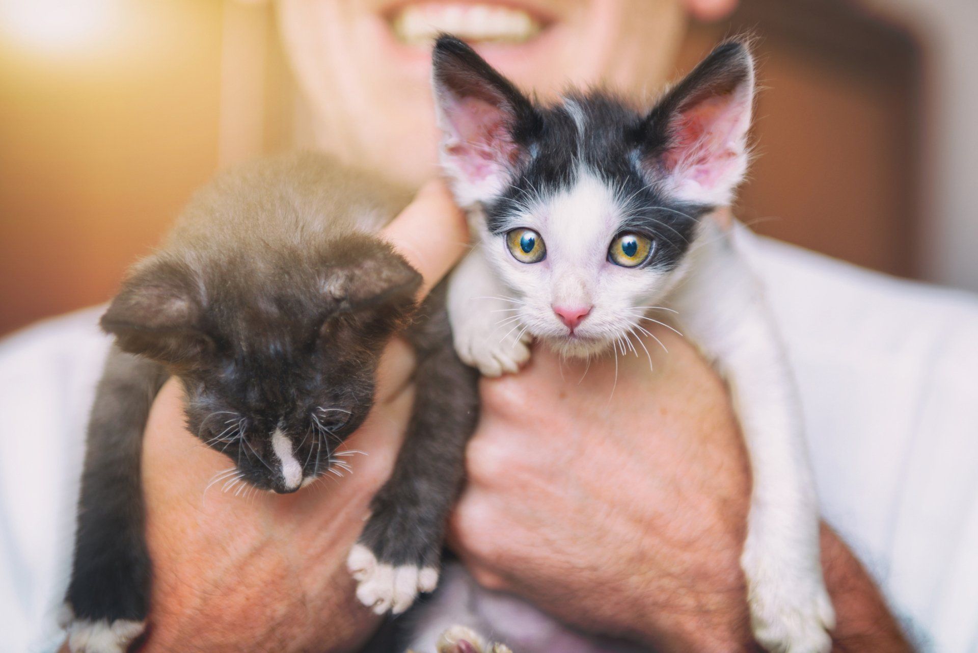 Person holding two small black and white kittens, smiling.