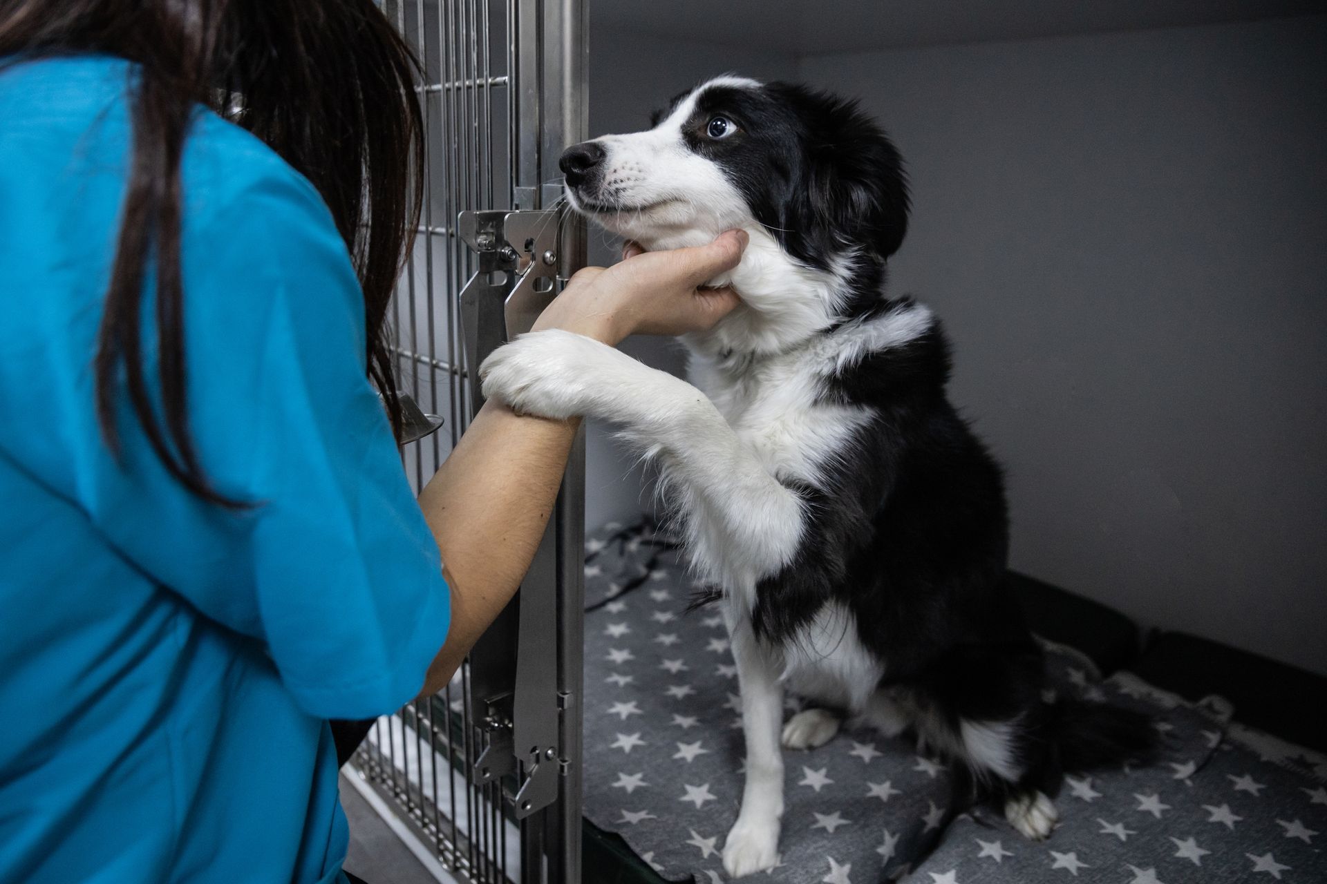 Dog offering paw to caregiver inside kennel as pet adoption volunteer interacts with shelter animal. Veterinarian examining a black and white Border Collie in a kennel.