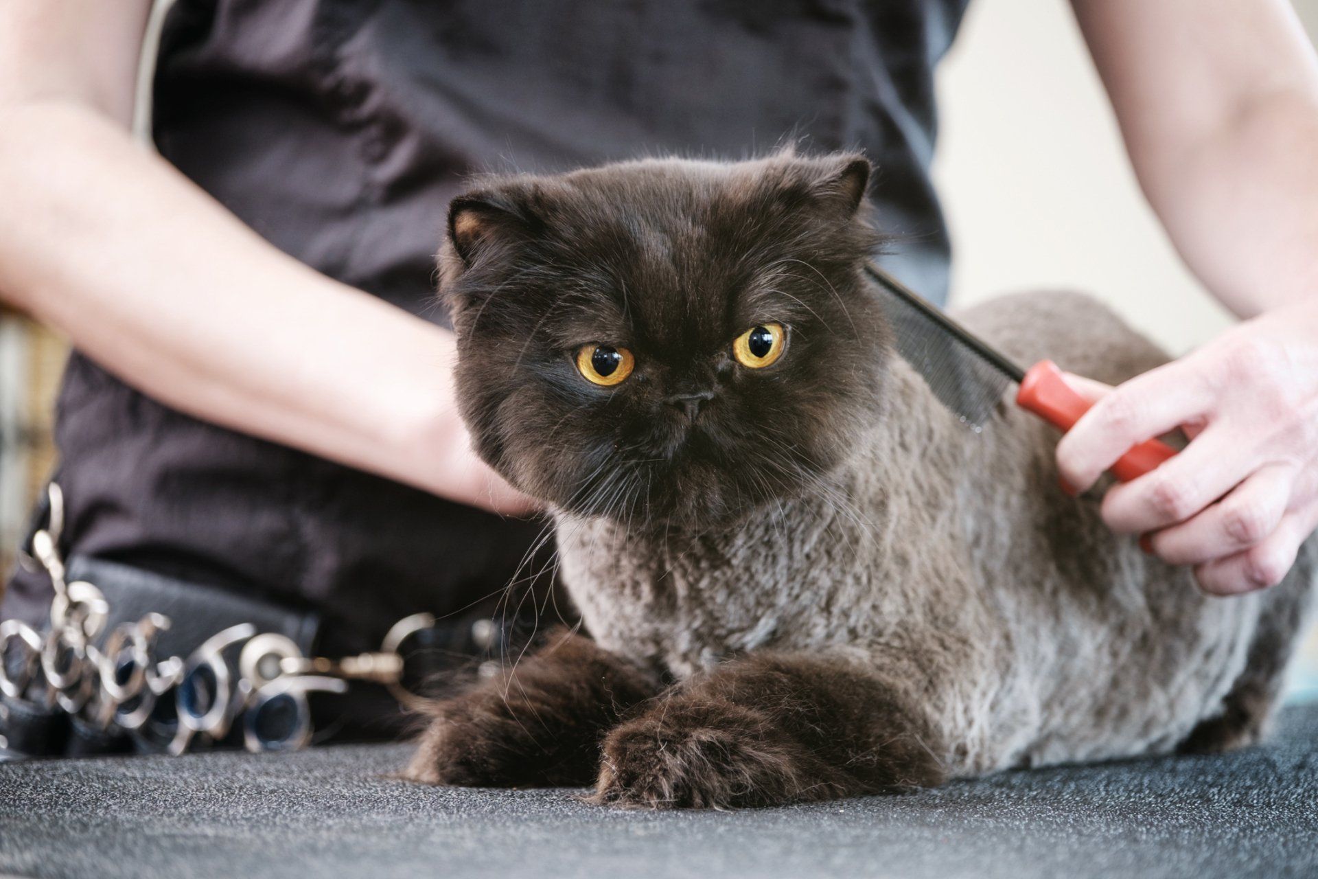 Woman Grooming A Cat — Madison, WI — Noah's Ark Pet Center Black cat being groomed with a brush on a table, with visible fur clipping.