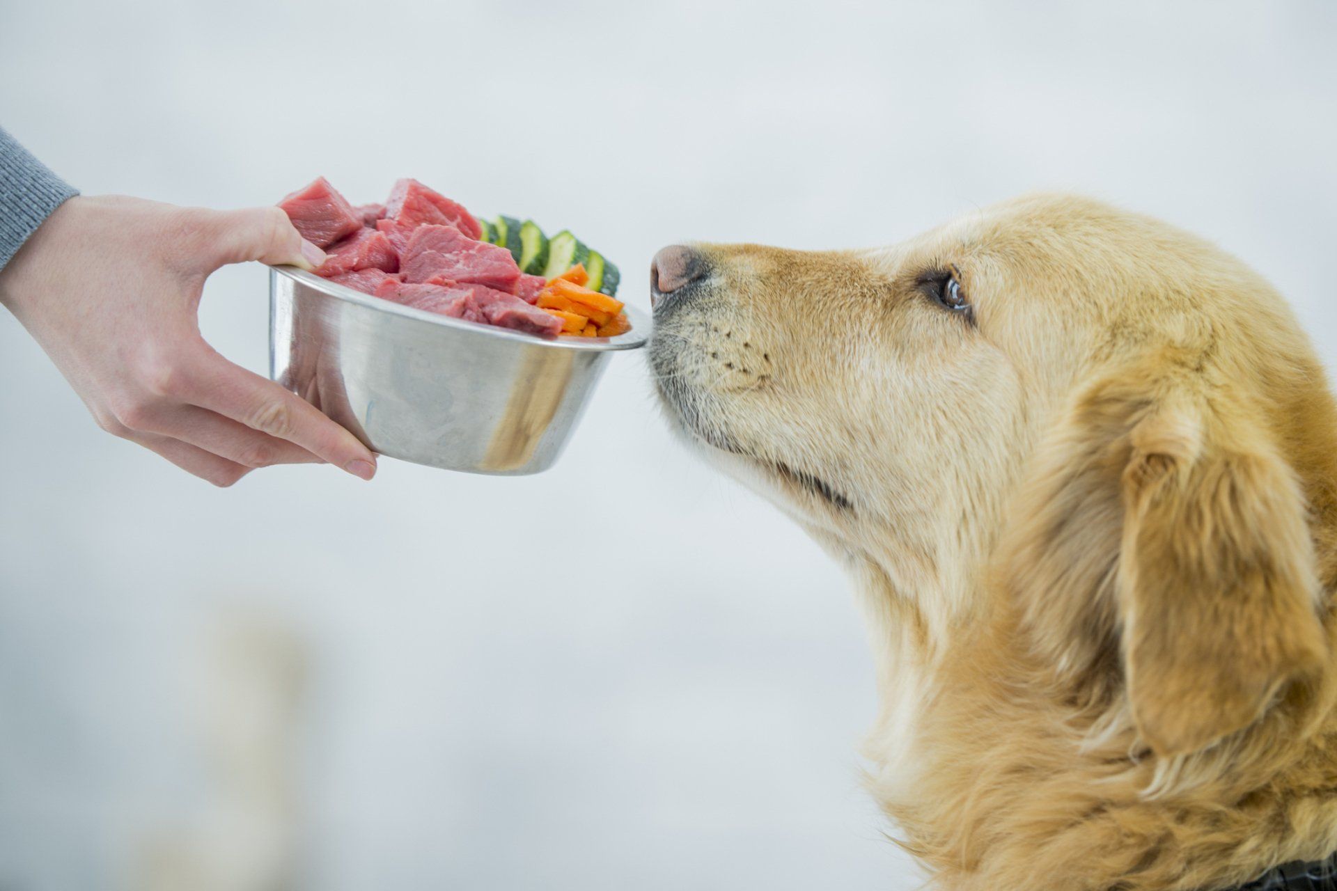 Dog Smelling A Food — Madison, WI — Noah's Ark Pet Center Golden retriever sniffs a bowl of raw meat and vegetables held by a person.
