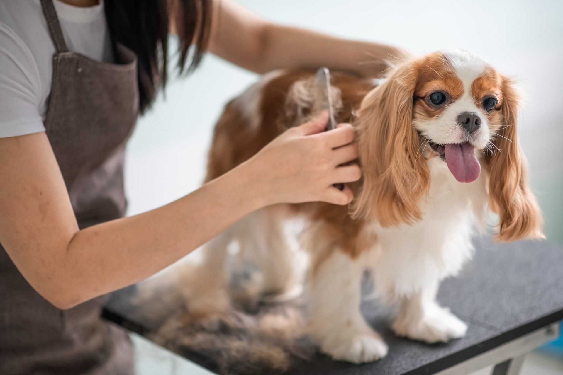 Dog being groomed on a table by a person, white and brown fur, tongue out, indoor setting.