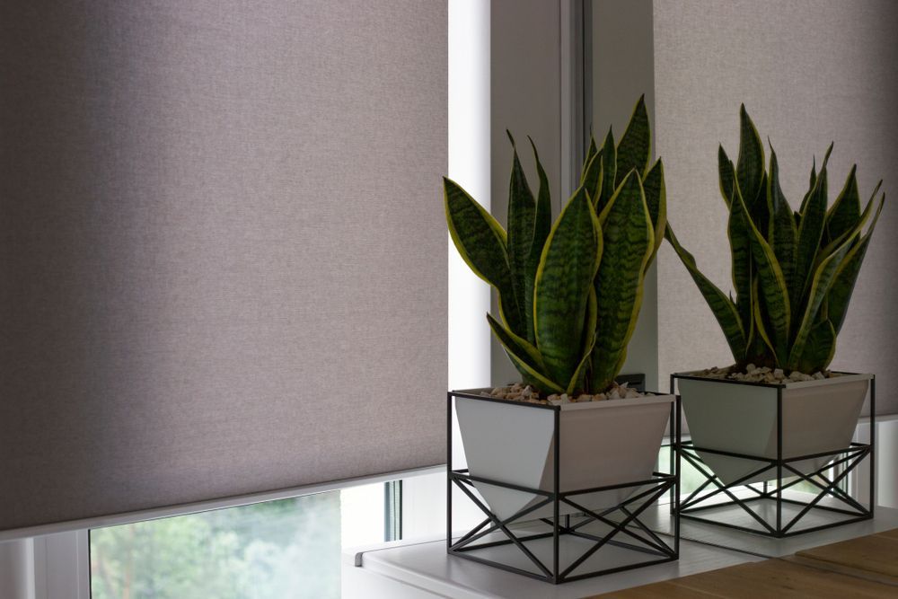 Two Potted Snake Plants on a Windowsill Beside a Grey Roller Blind — Another Blind Man in Maroochydore, QLD