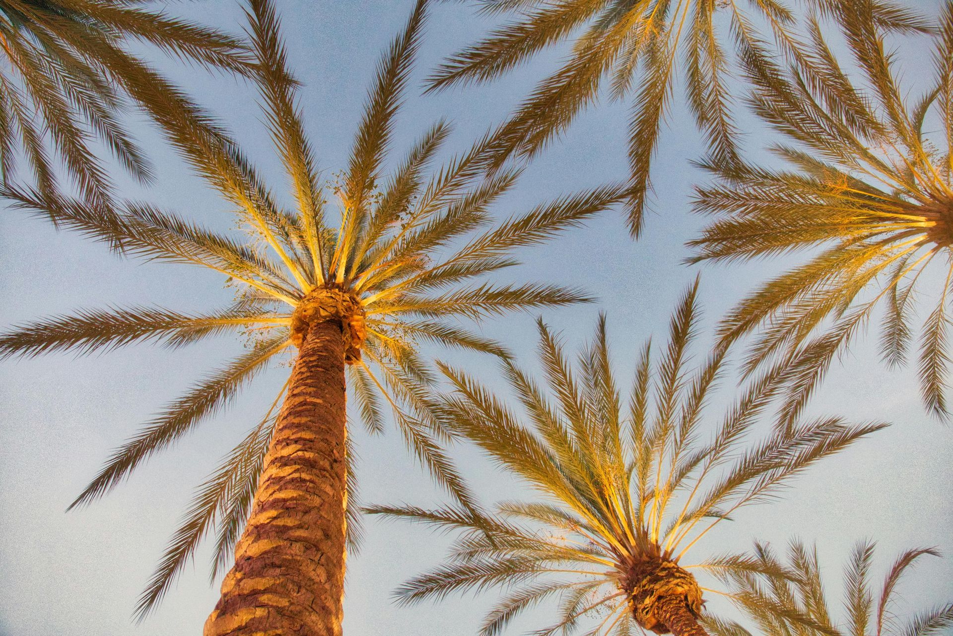 Palm trees reaching towards a light blue sky, view from below.