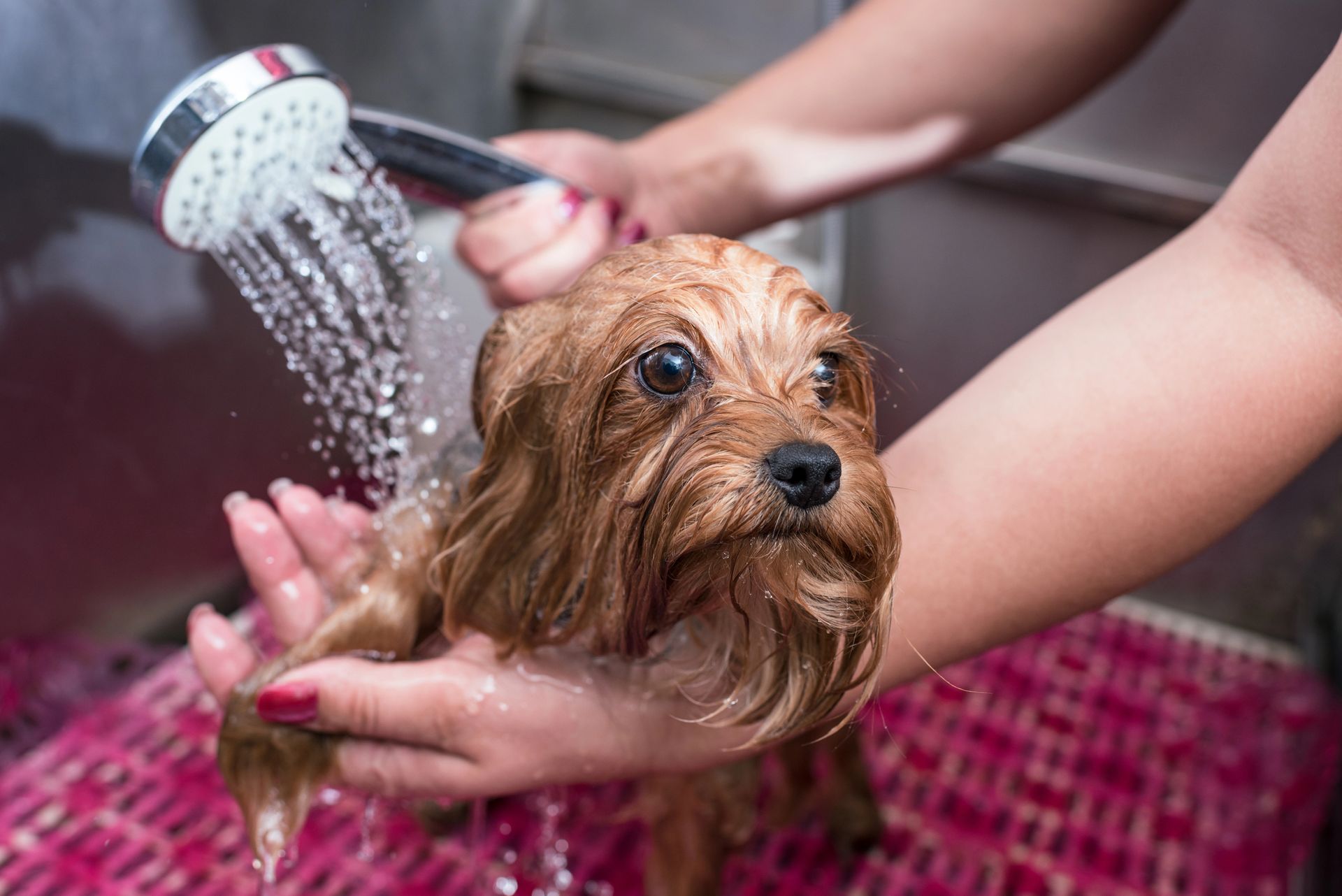 Dog Bathing in St George, UT