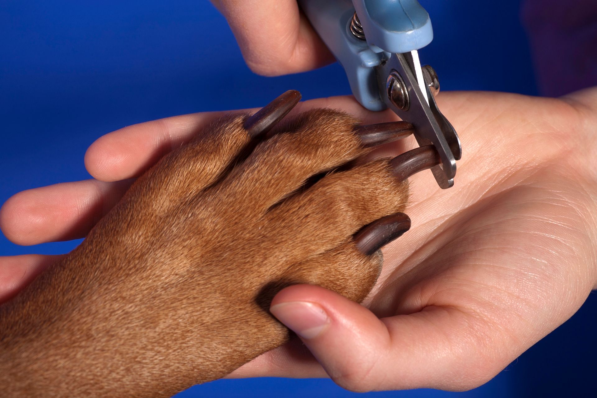 Dog Nails Trimming in St George, UT