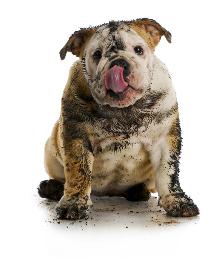 About A x A Dog Grooming About A x A Dog Grooming