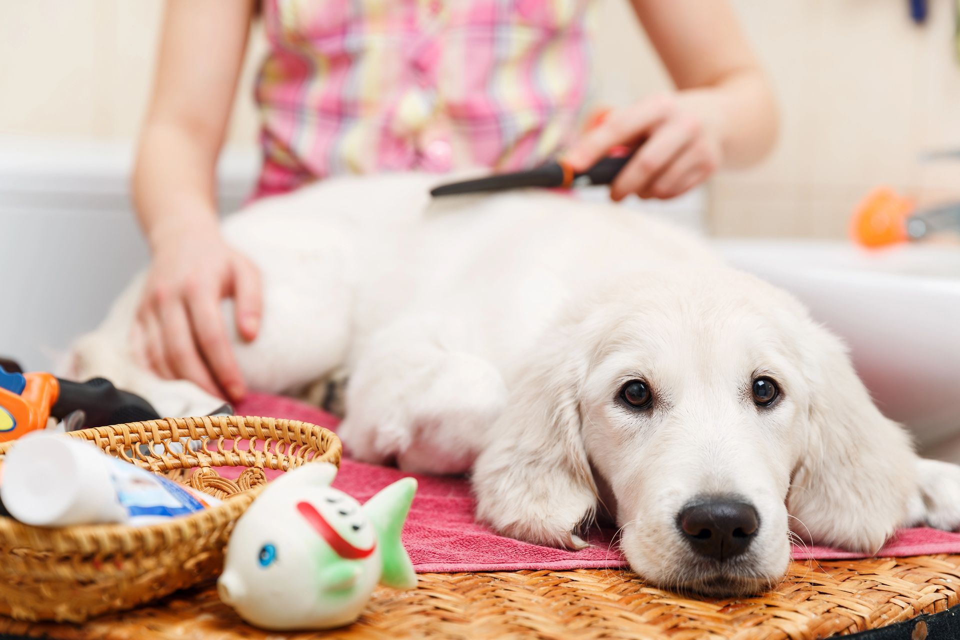Dog Pampering in St George, UT