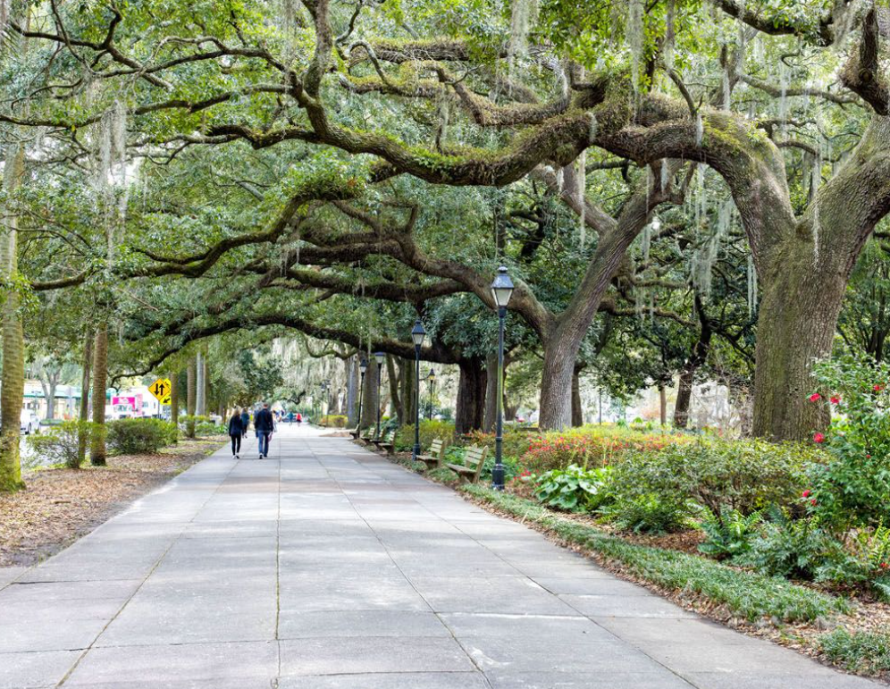 Tree-lined park walkway with large arching branches and a few people walking in the distance