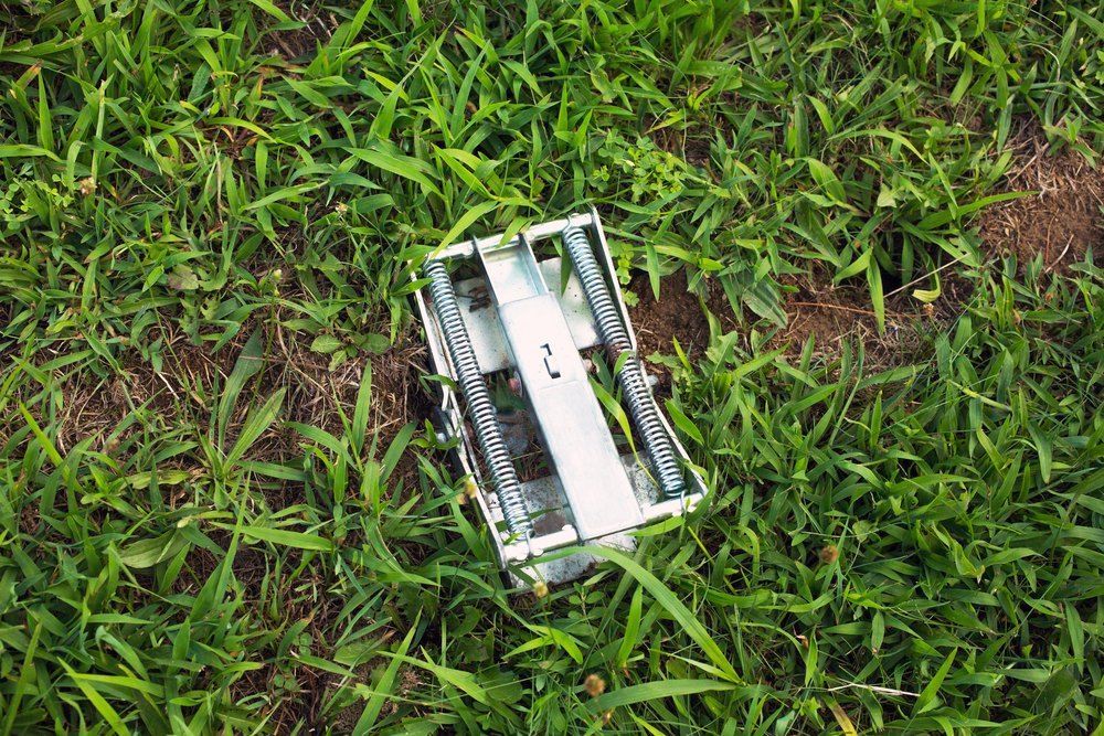 Mole Trap, Pest Control, Moles in Yard - stock photo