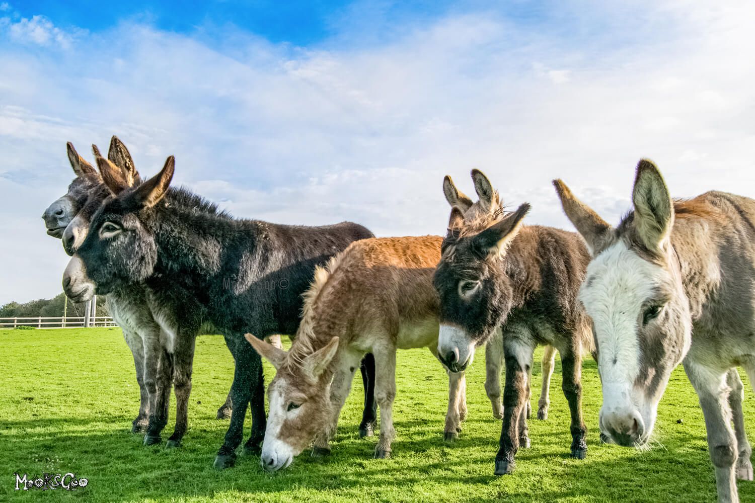 Herd of donkeys at the Isle of Wight Donkey Sanctuary, photography by MooksGoo