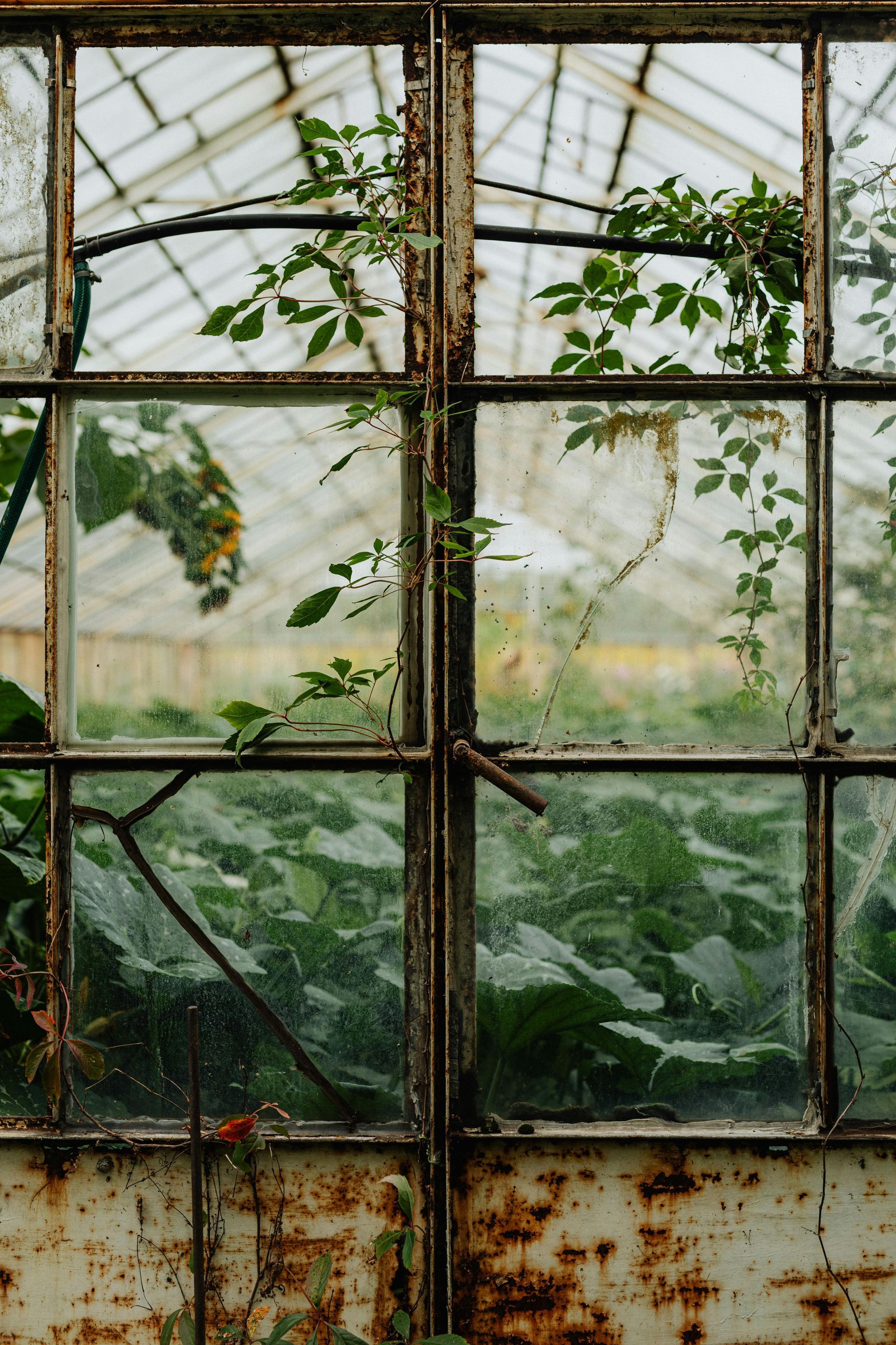 Rusty, glass greenhouse door with greenery inside and out; weathered, green tones.