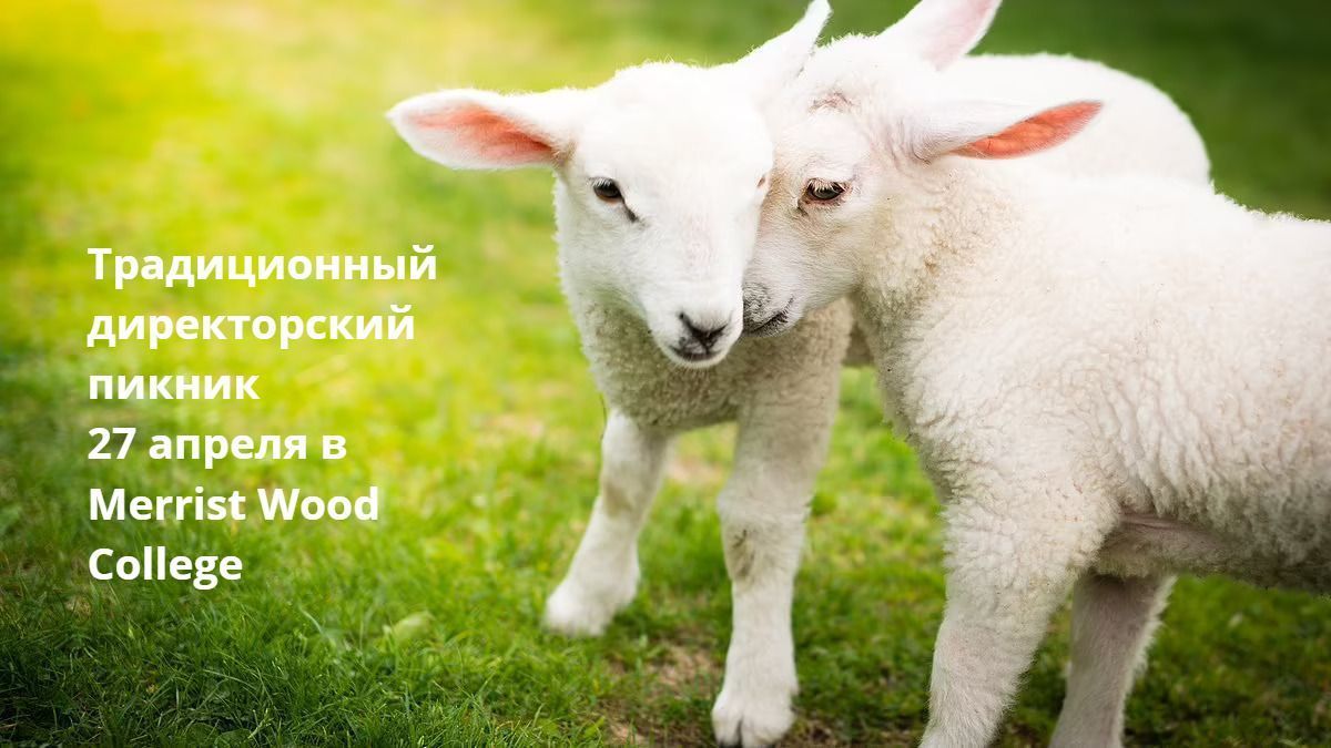 Два белых ягненка прижались друг к другу на зеленой траве. Текст: «Традиционный пикник директора, 27 апреля, в колледже Меррист Вуд».