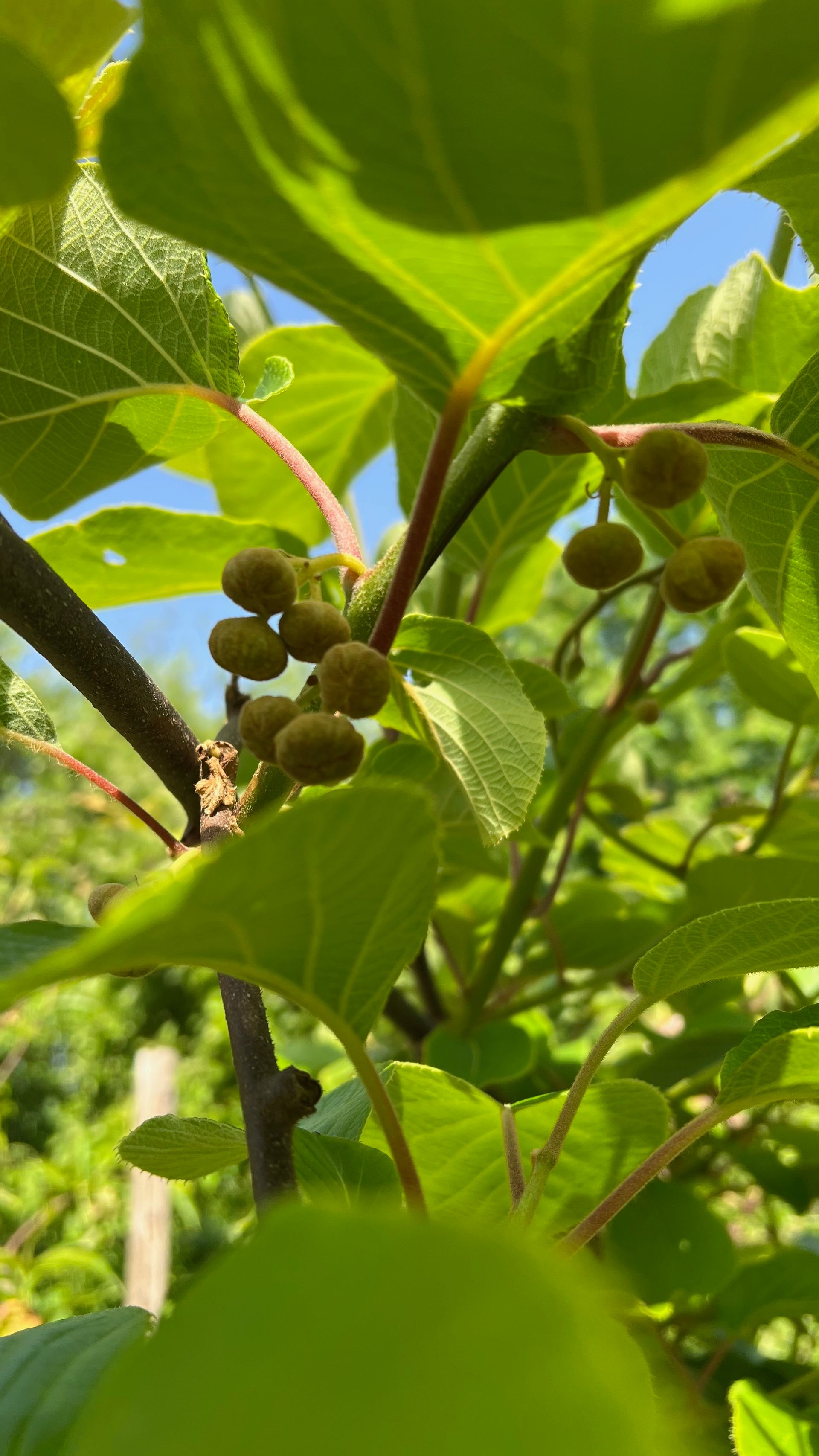 kiwi