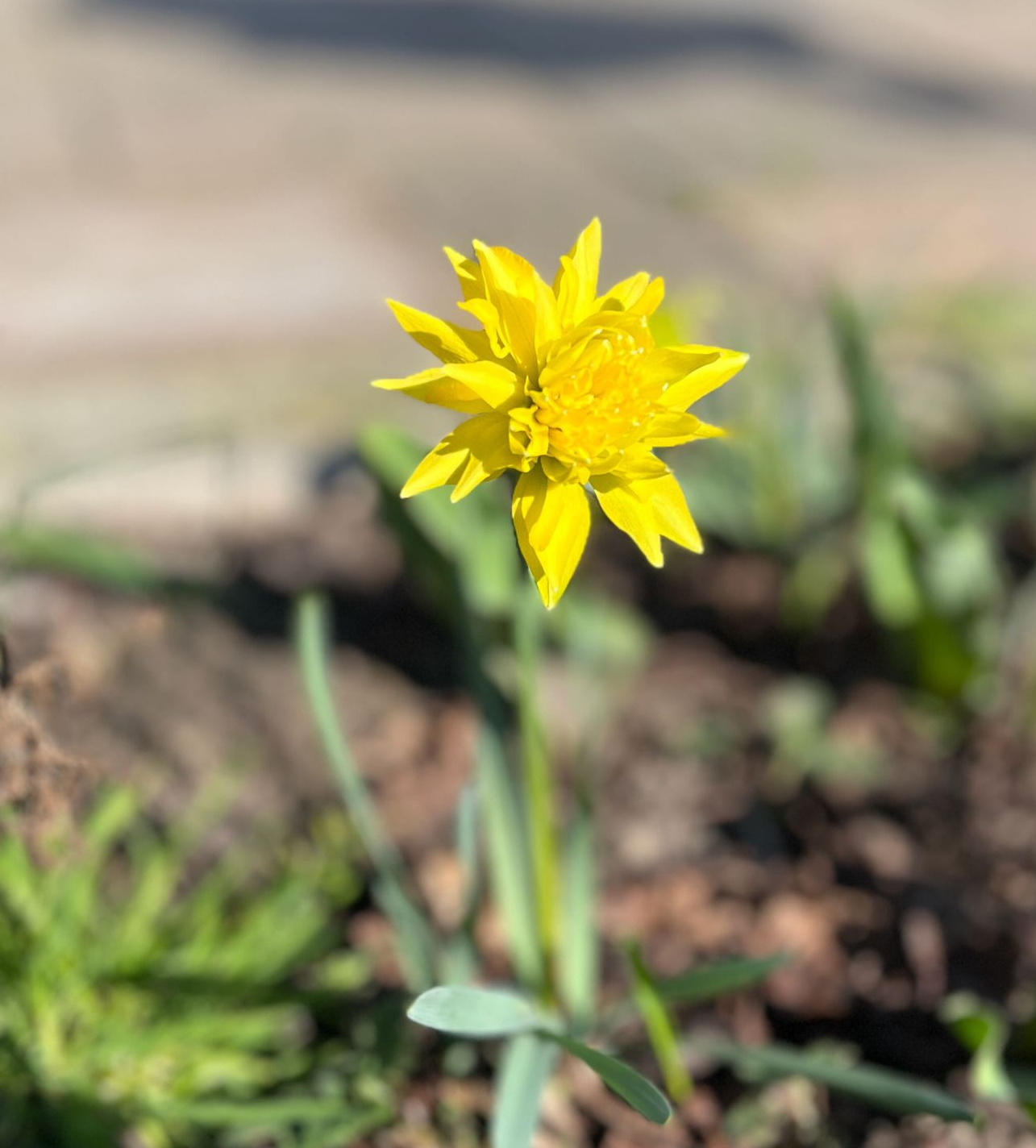 bloem