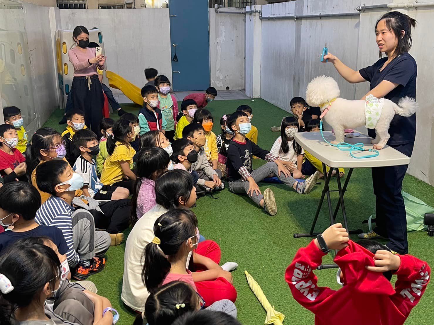 孩子們正在觀看一位女士給一隻白色比熊犬做美容示範;戶外,綠色草坪。