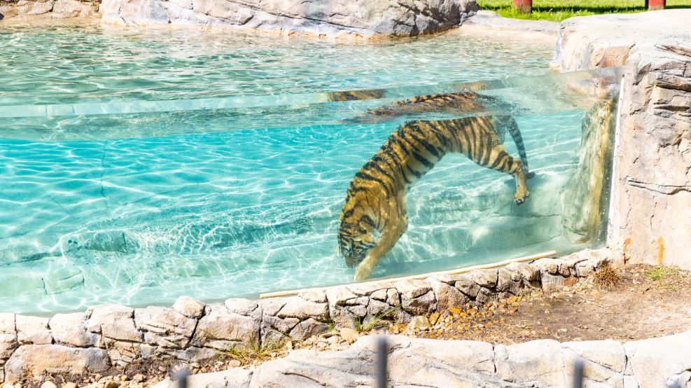 Dreamworld Tiger Island | Dreamworld Tiger Island Landscaping Services ...