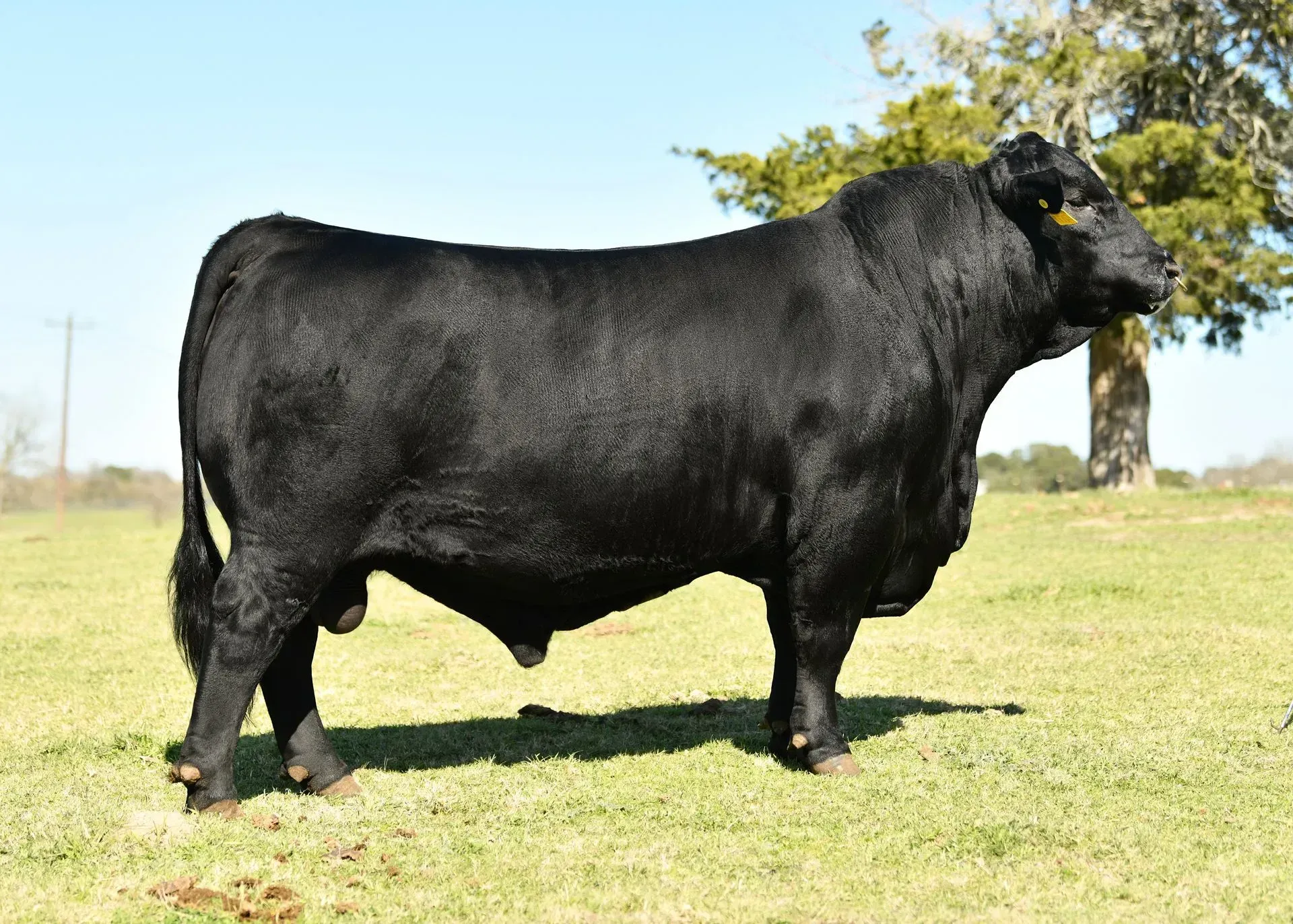 A large black bull is standing in a grassy field.