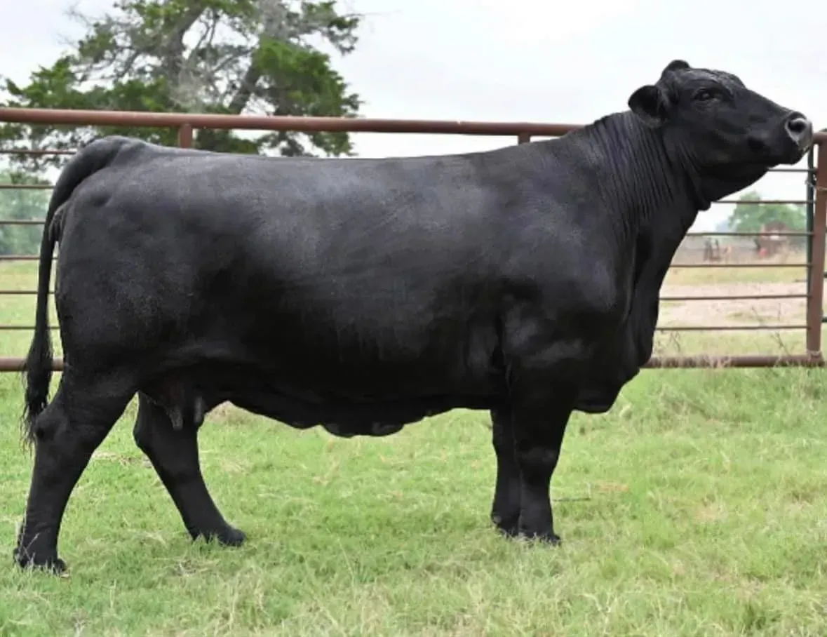 DDD Ms. Kisha 150Z2
