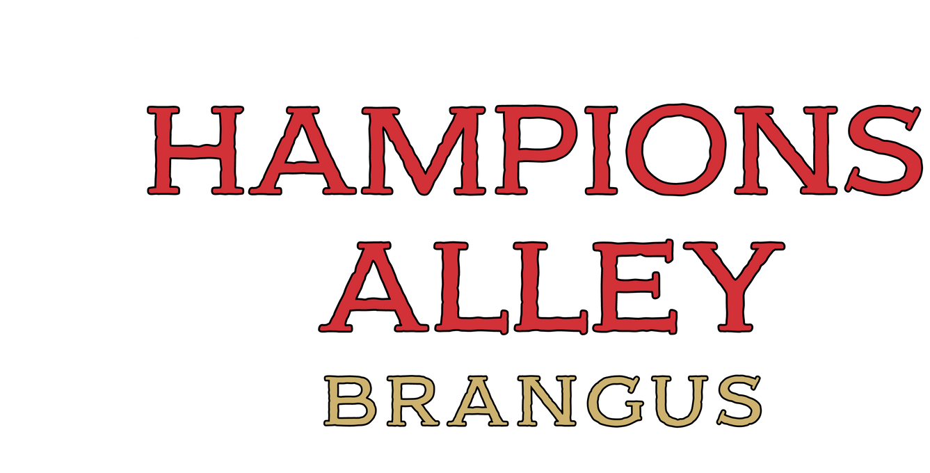 Champions Valley Brangus