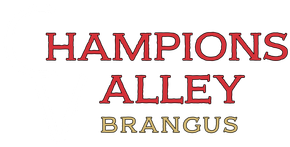 Champions Valley Brangus