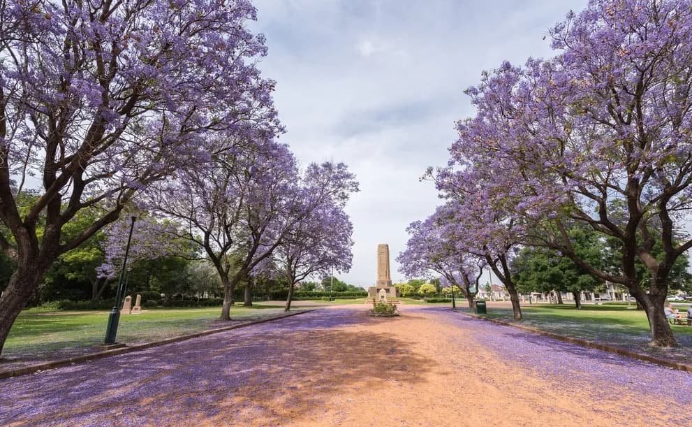 Jacaranda Over Rural Street in Victoria Park, Dubbo, NSW — Lawyers in Dubbo, NSW Jacaranda Over Rural Street in Victoria Park, Dubbo, NSW — Lawyers in Dubbo, NSW
