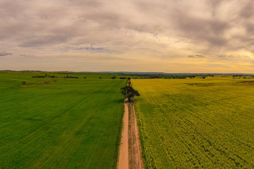 Canola & Wheat Crop Farming — Lawyers in Dubbo, NSW Canola & Wheat Crop Farming — Lawyers in Dubbo, NSW