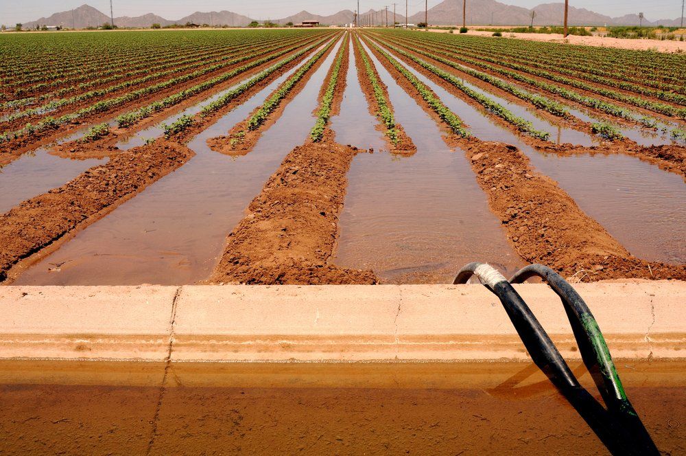 Irrigated Cotton Field — Lawyers in Dubbo, NSW