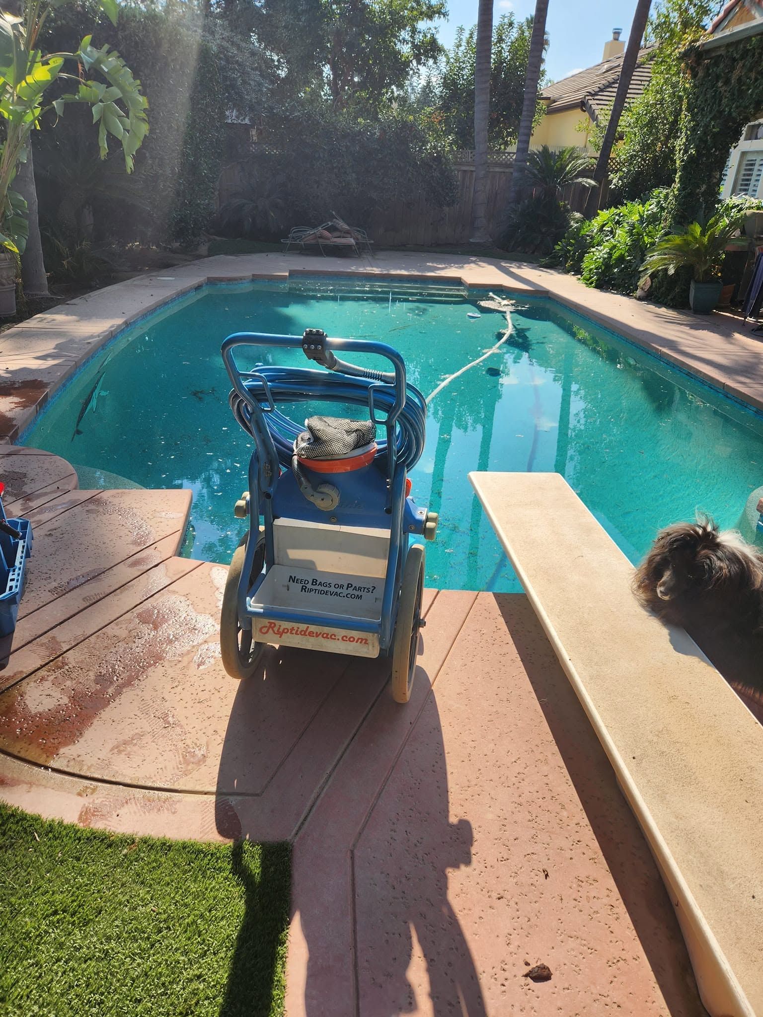 Pool cleaning cart beside a backyard pool, with a cat resting on a bench in the foreground.