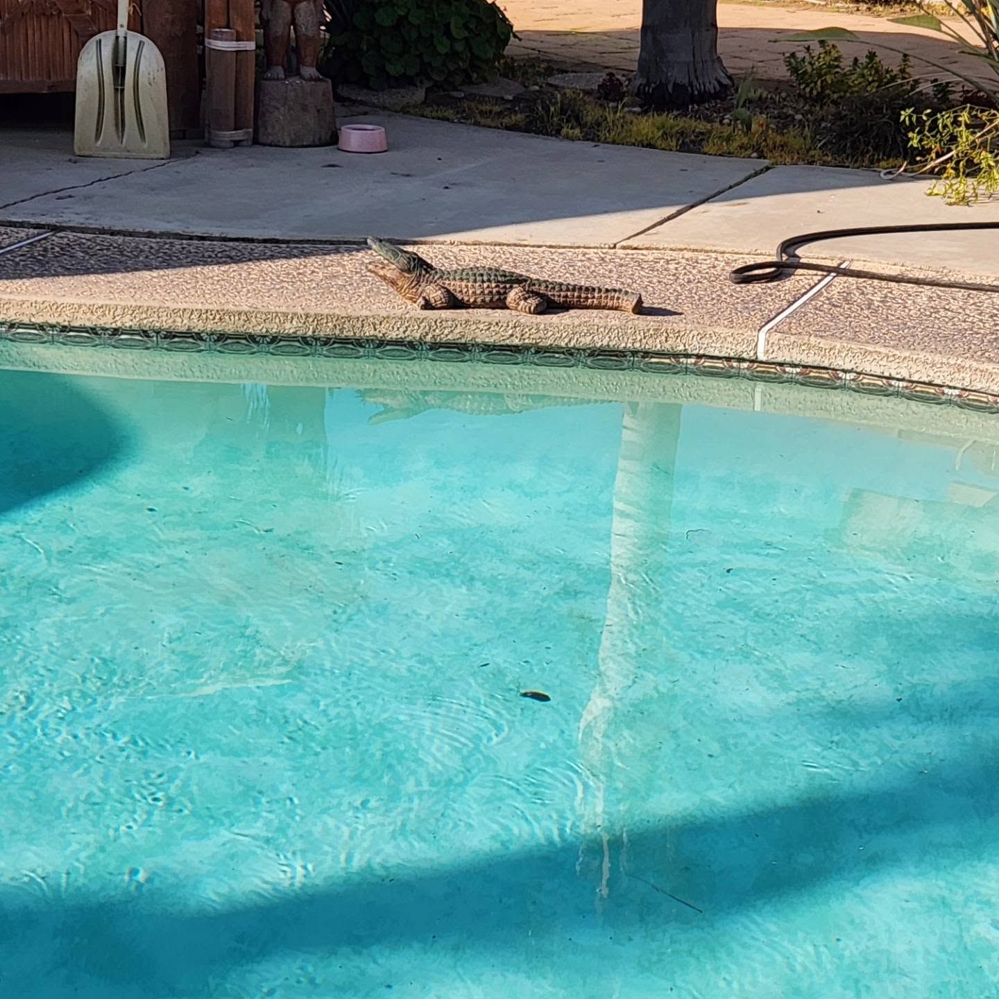 A lizard rests on the concrete edge of a turquoise swimming pool.