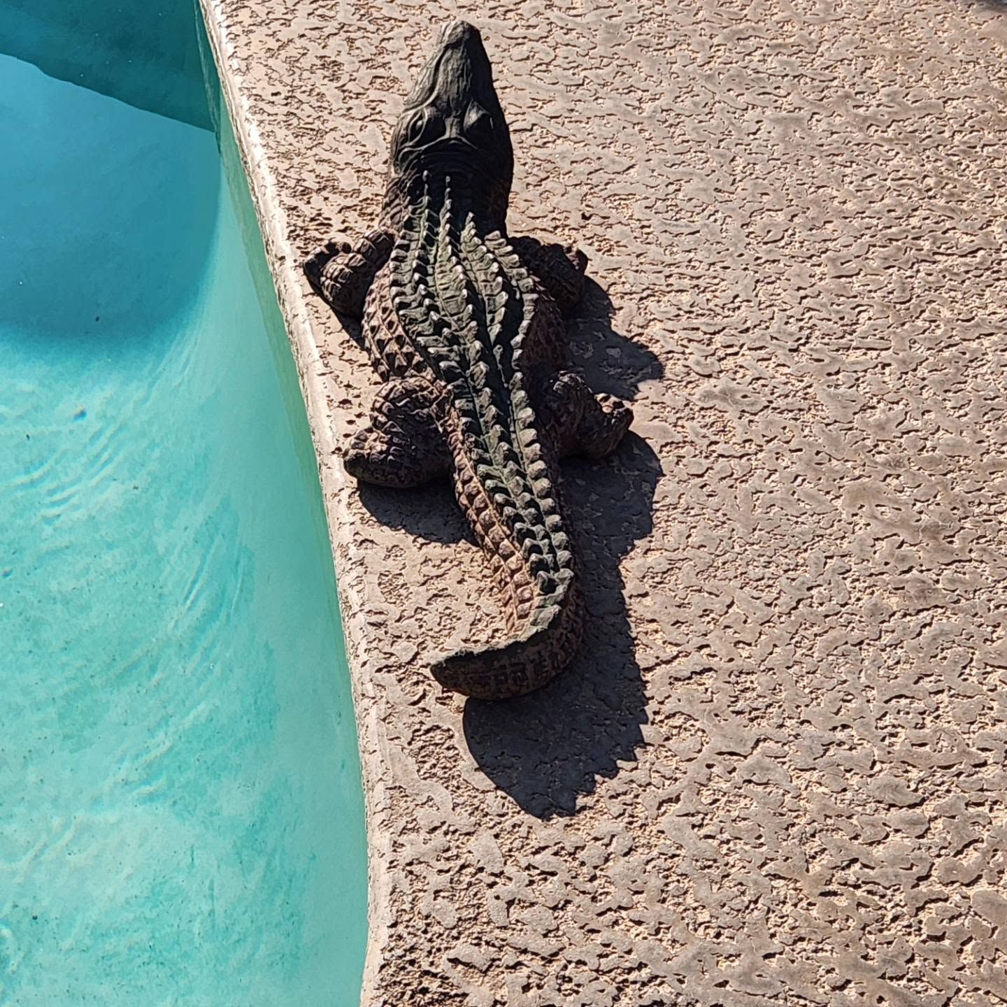 Alligator sunning beside a turquoise pool on a concrete deck