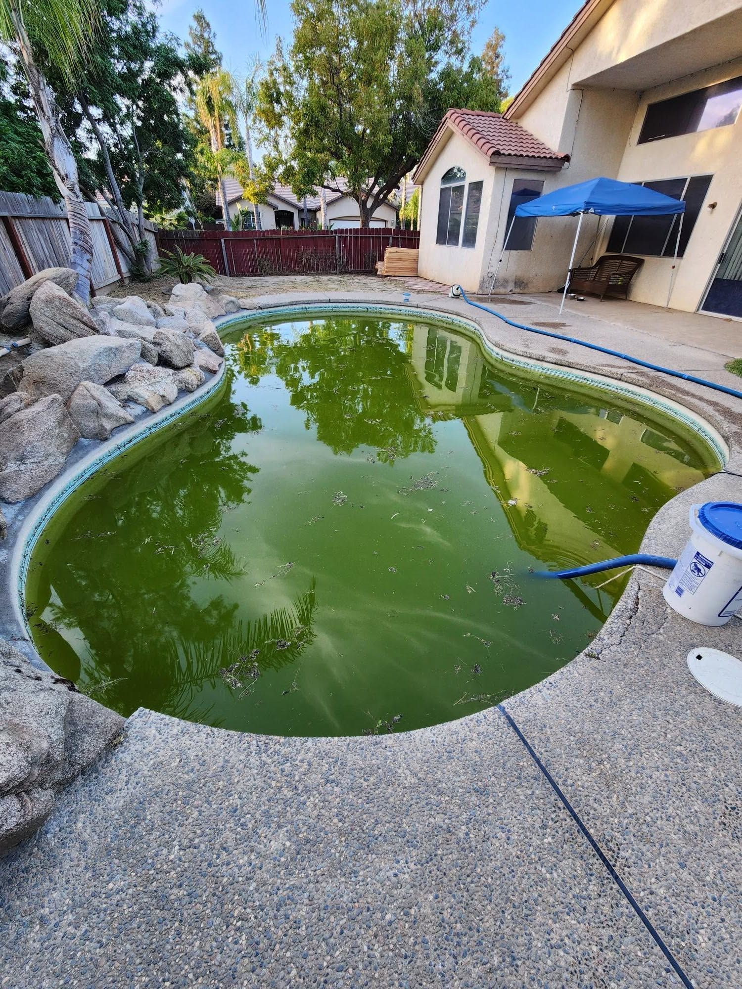 Backyard pool with green water, rocks, patio, and a blue hose attached to a bucket