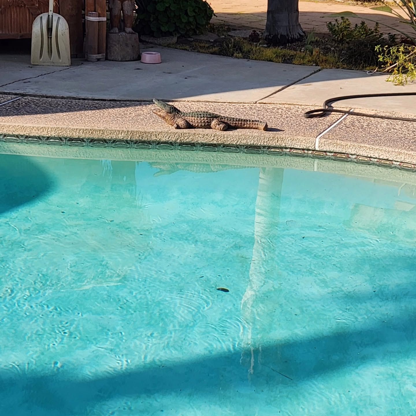 Lizard resting on a pool deck beside turquoise water