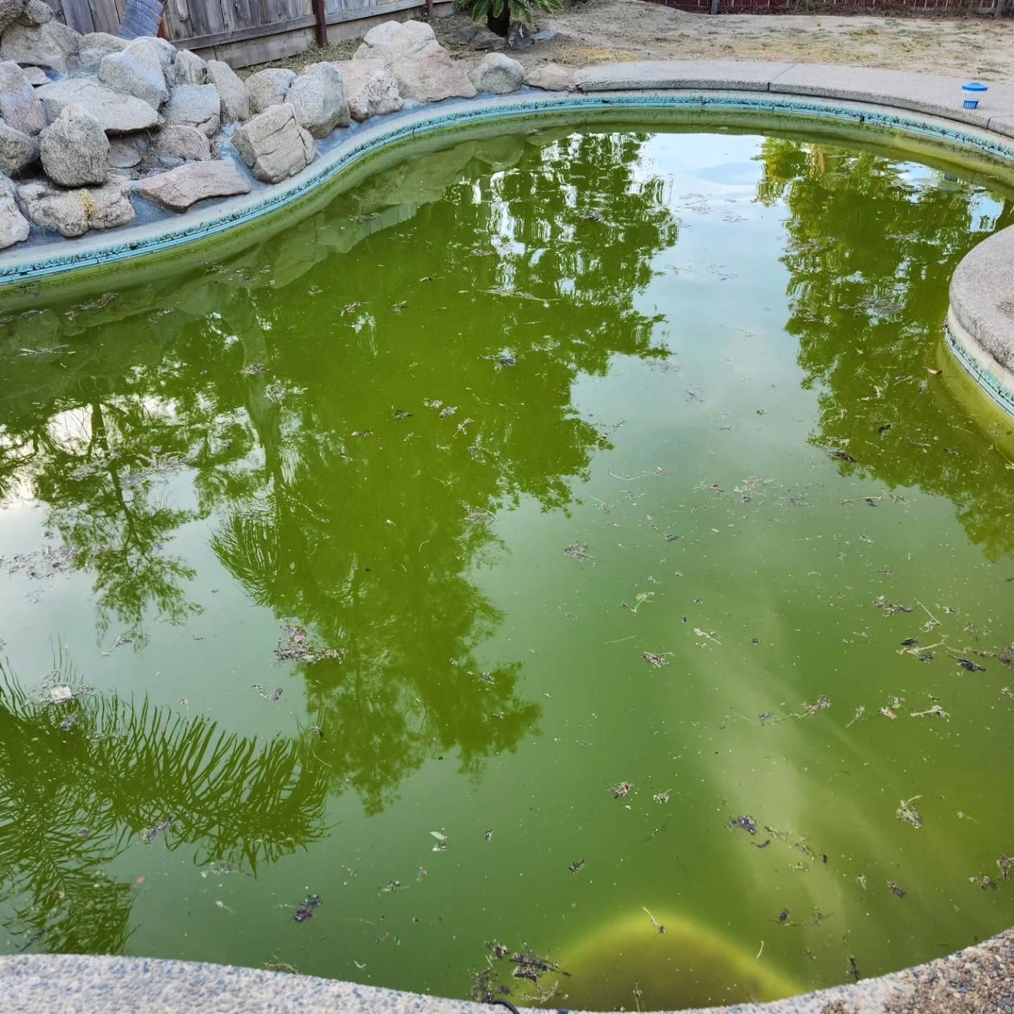 Green, murky backyard pool reflecting trees beside a rocky edge