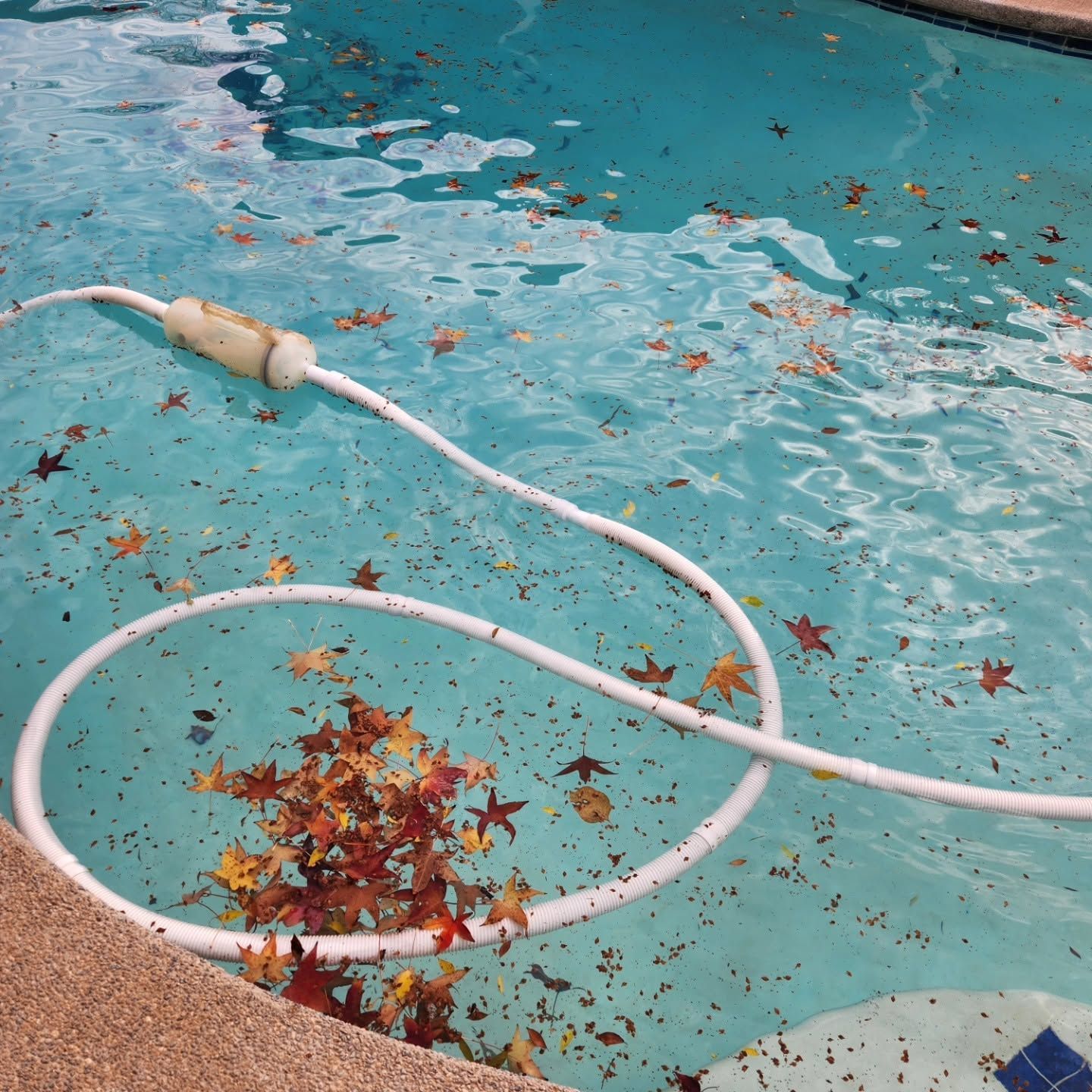 Pool skimmer hose floating in a blue pool with scattered leaves near the edge