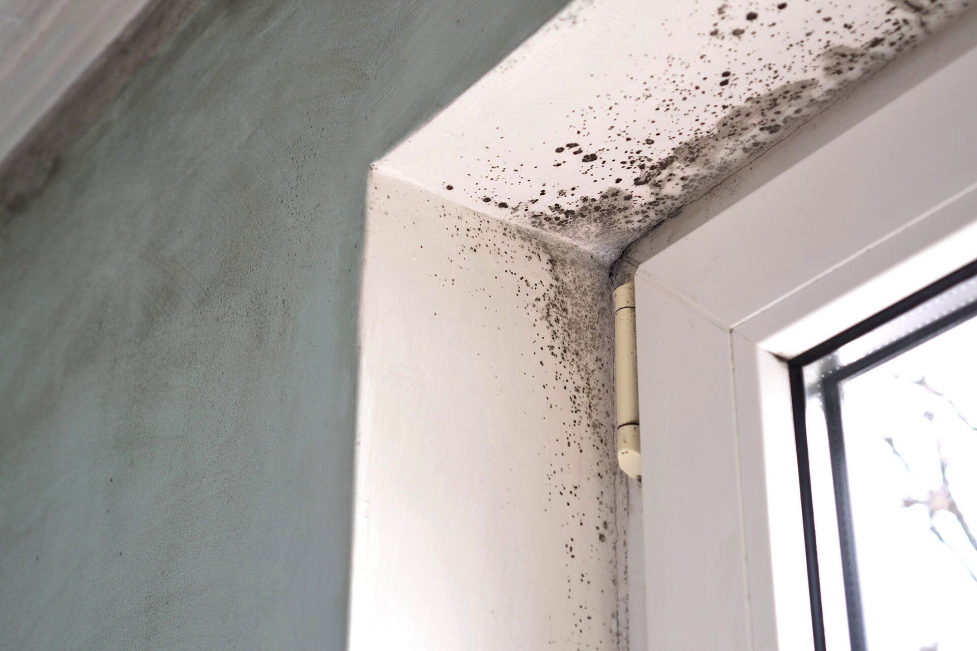 Mould Spores Thrive On Moisture - Warren, MI - Maple Lane Pest Control