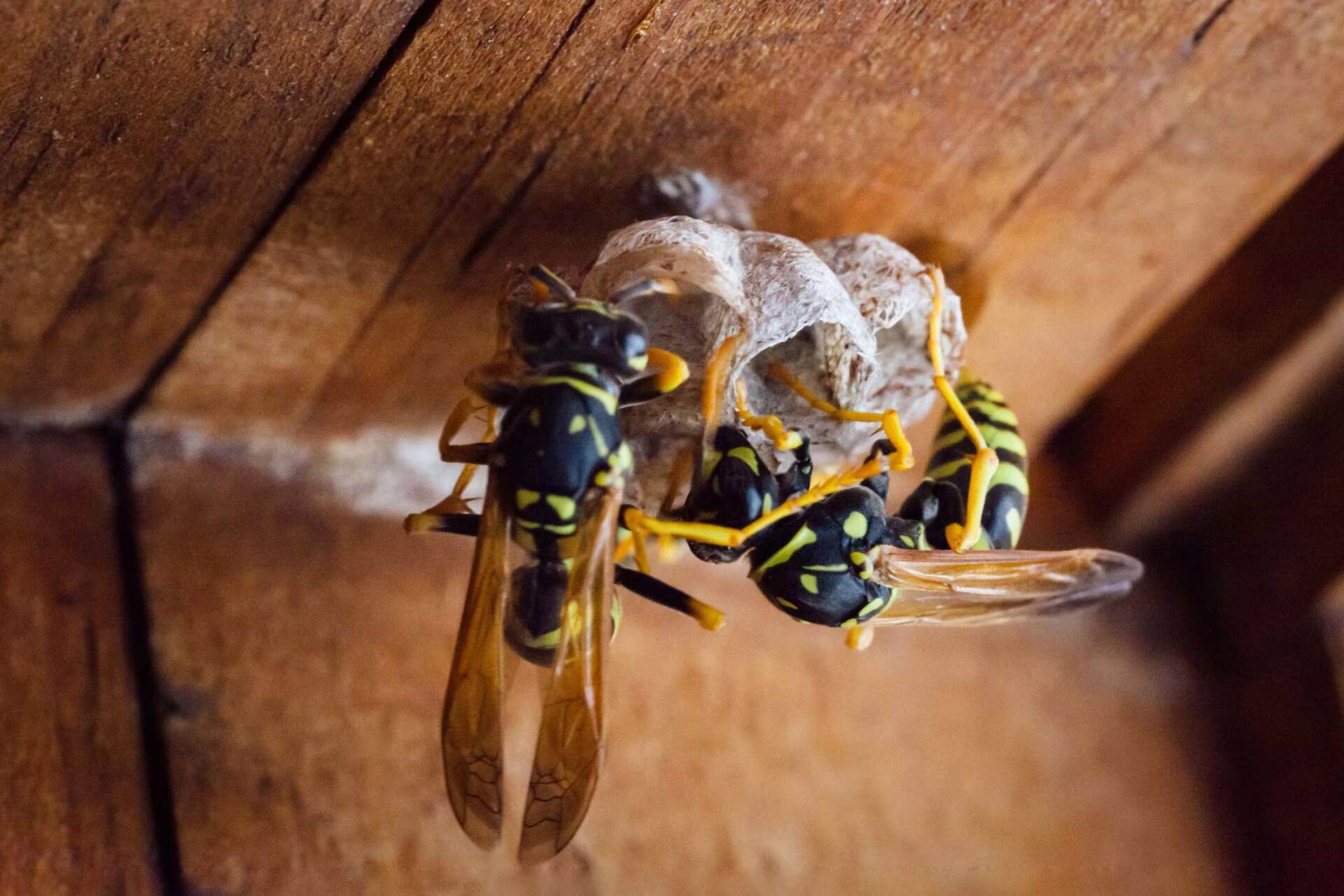 Wasps Building A Nest - Warren, MI - Maple Lane Pest Control Wasps Building A Nest - Warren, MI - Maple Lane Pest Control