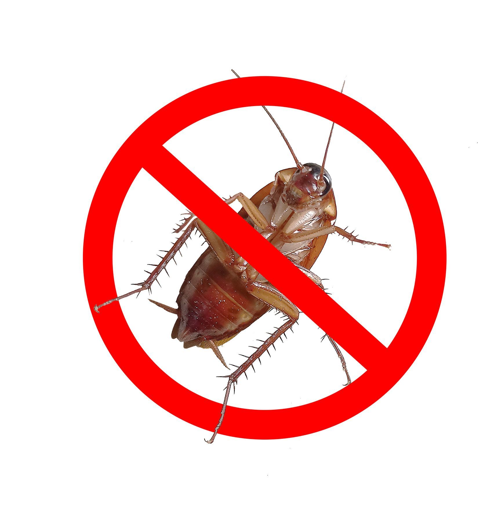 No more cockroachs with  Pest Control Royal Oak Mi
