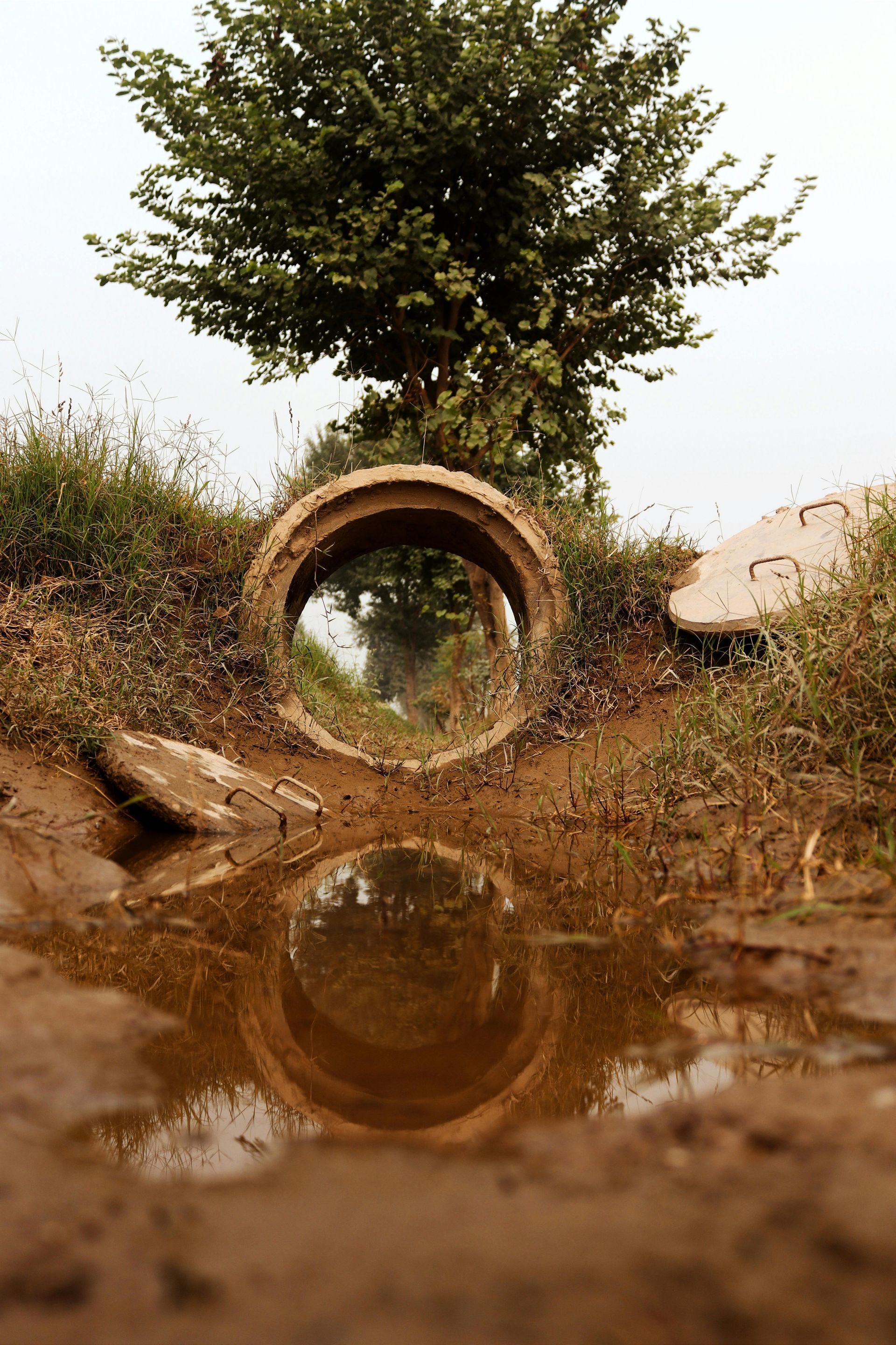 A concrete culvert reflecting a tree, in a muddy field.