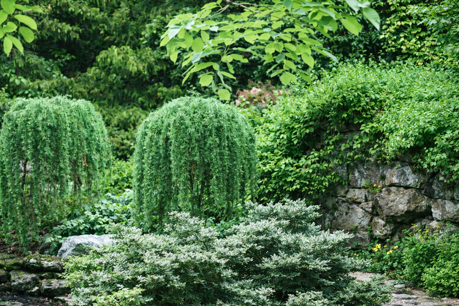 Lush garden with two weeping ornamental trees, dense green shrubs, and a stone wall in the background
