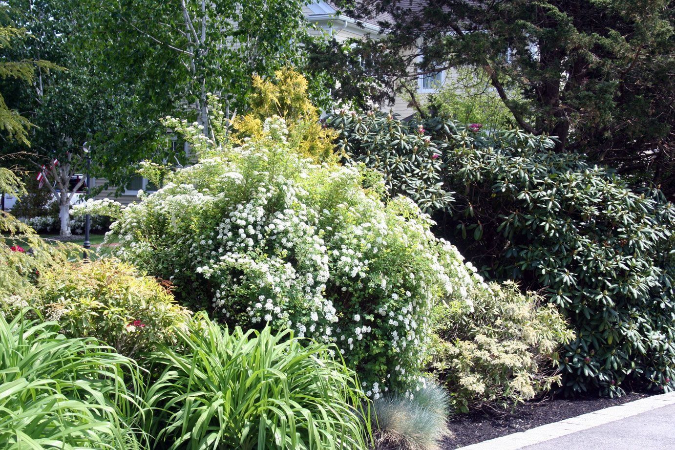 Lush green garden shrubs and trees beside a paved walkway in bright sunlight