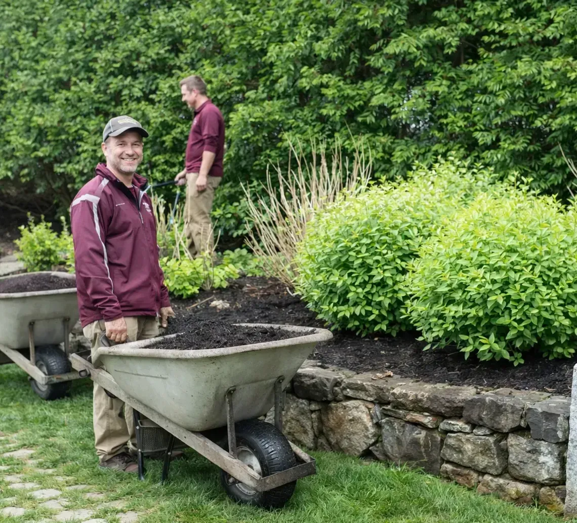 Gardeners wheelbarrowing soil beside a stone wall and shrub in a lush garden
