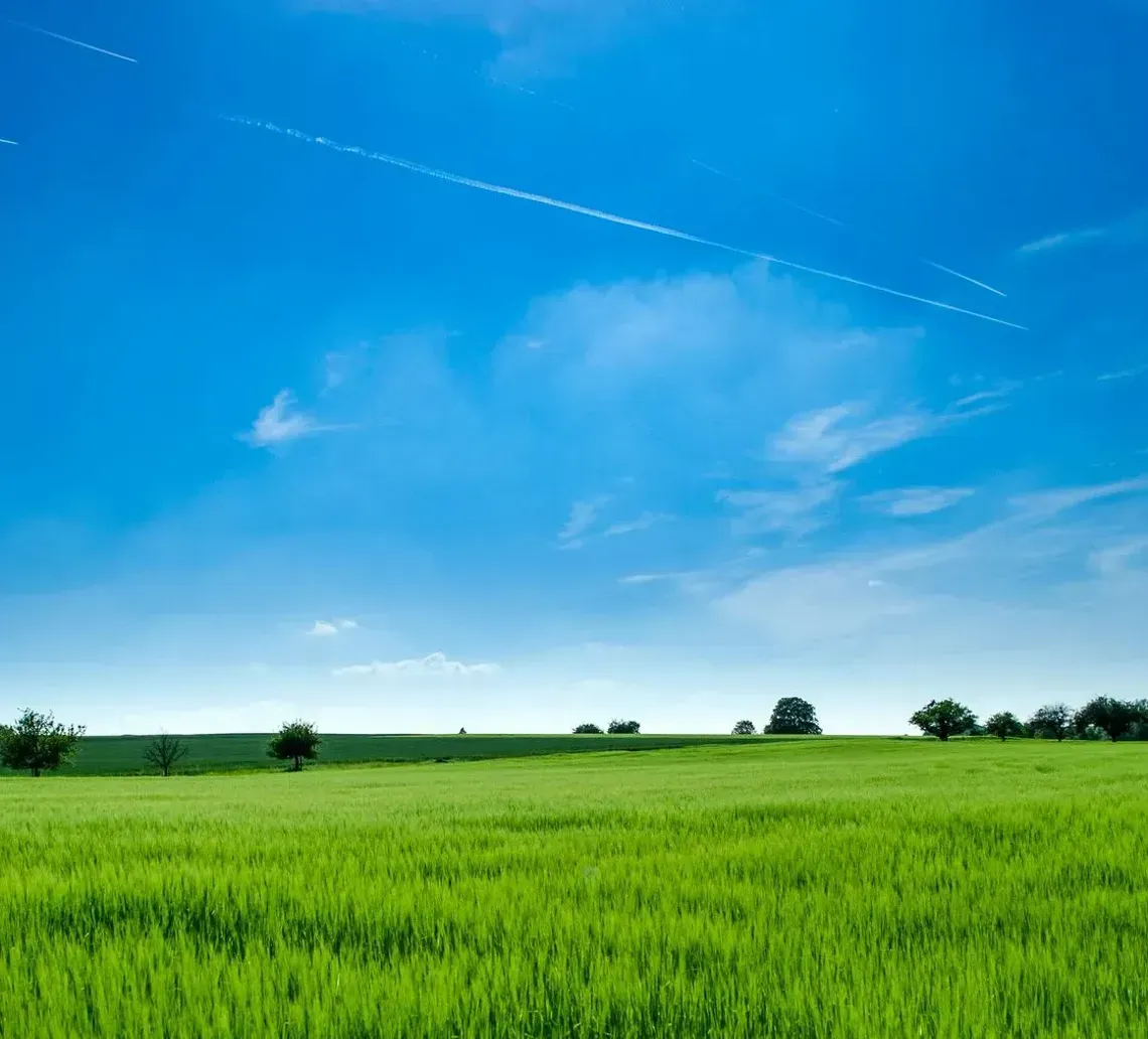 Bright green field under a blue sky with wispy clouds and a line of trees on the horizon
