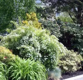 Lush green garden shrubs and flowering bushes along a roadside under bright sunlight