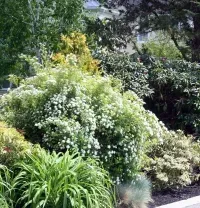 Lush green garden shrubs and flowering bushes along a roadside under bright sunlight