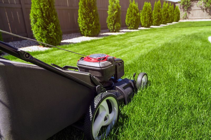 Lawnmower cutting fresh green grass in a yard, rows of evergreen trees in the background.