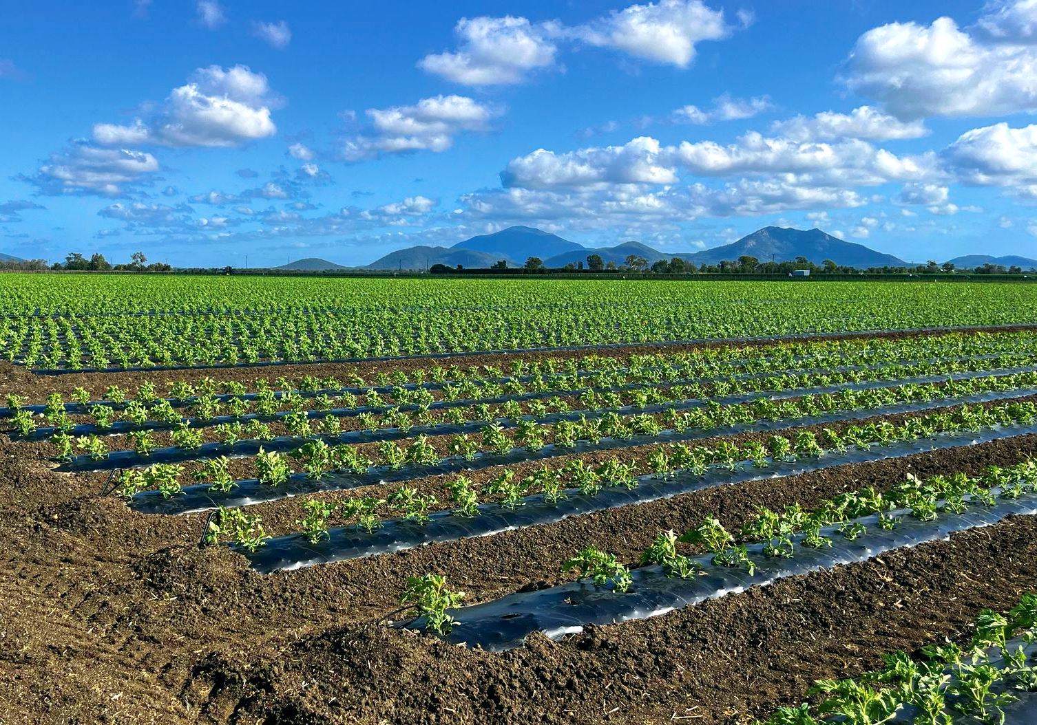 Rows of young plants growing through black degradable mulch in a field under a sunny sky.