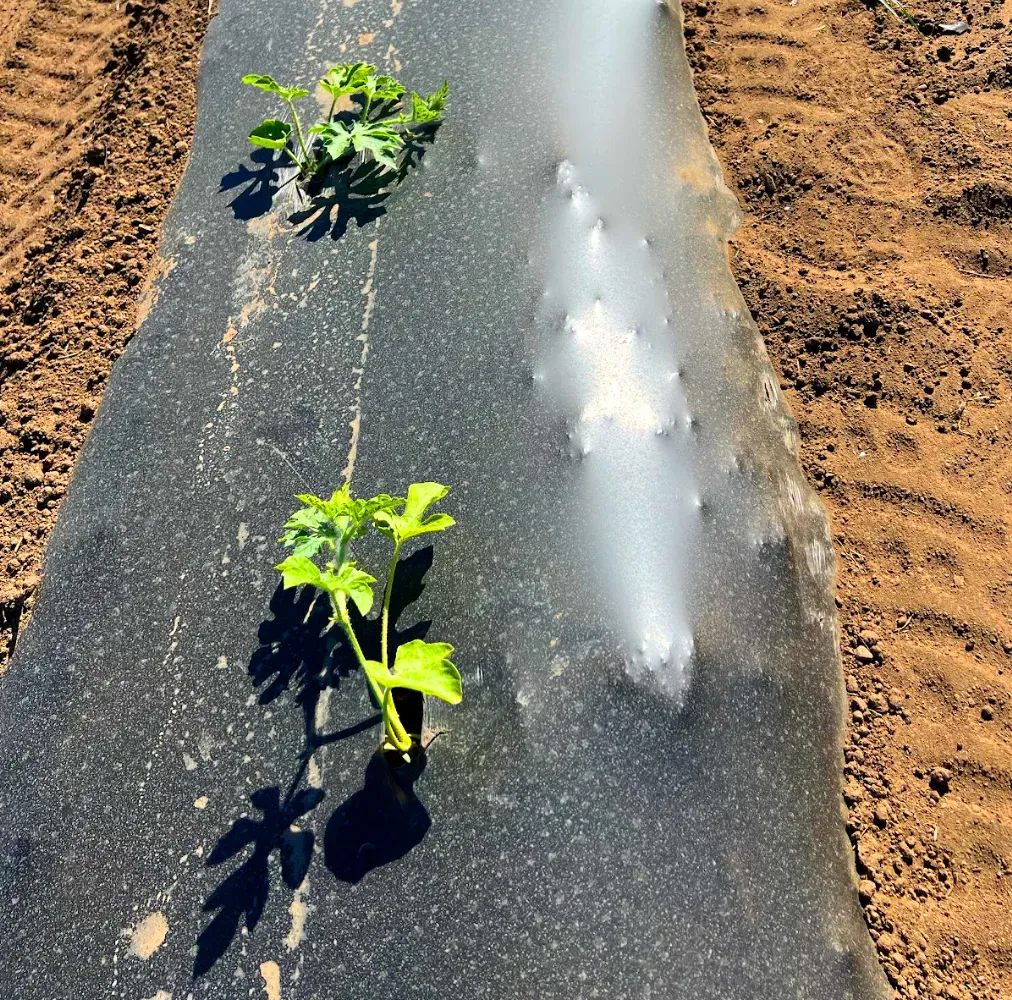 Two green plants growing through holes in certified compostable mulch film in a brown field.