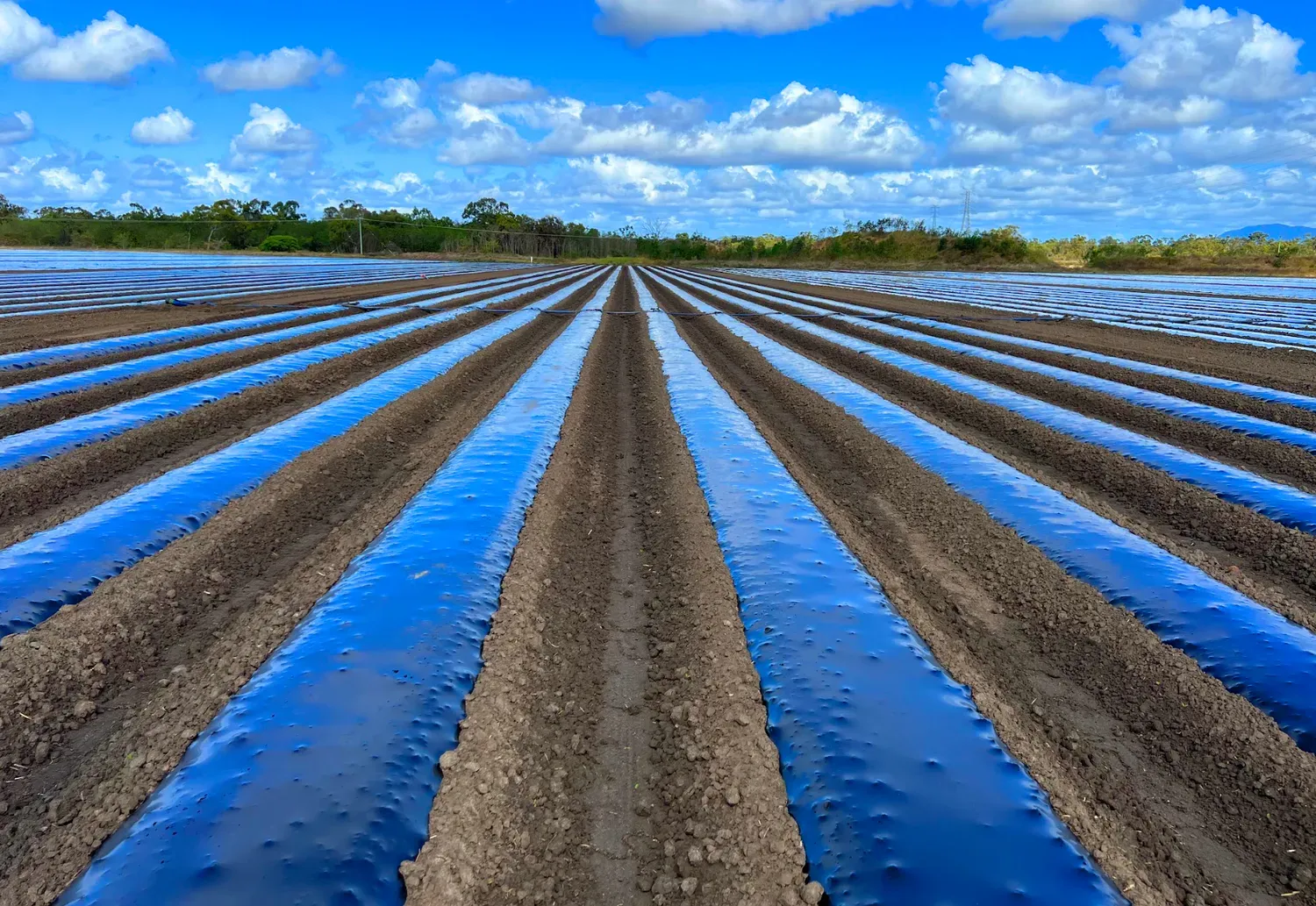 Rows of prepared farmland covered with certified compostable mulch film under a bright blue sky.