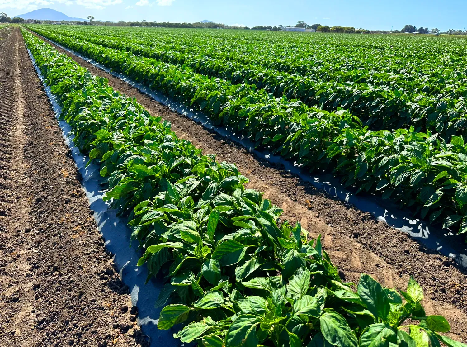 Rows of green plants growing in a field, on certified compostable mulch film, under a bright sky.