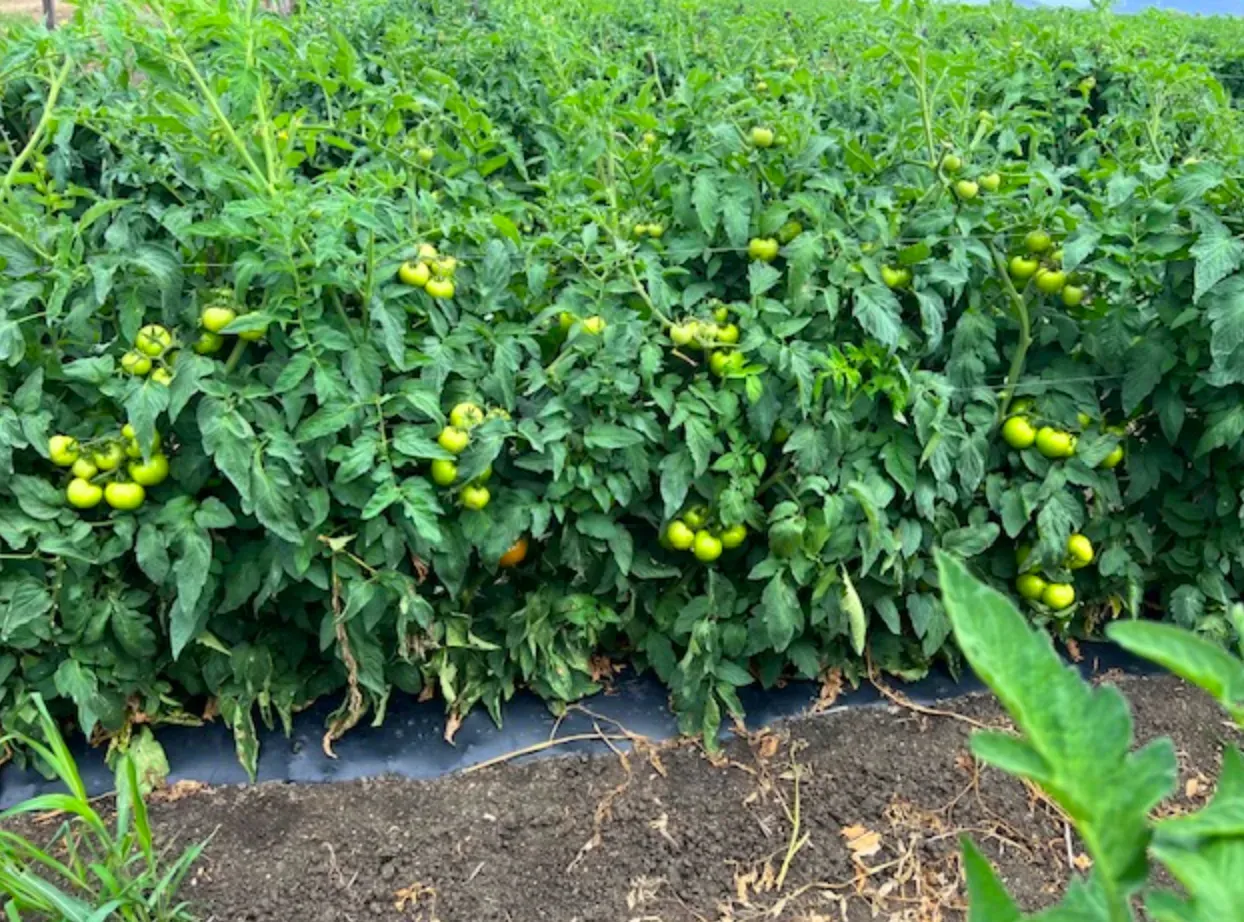 Tomato plants with green tomatoes growing in a field using degradable mulch film.